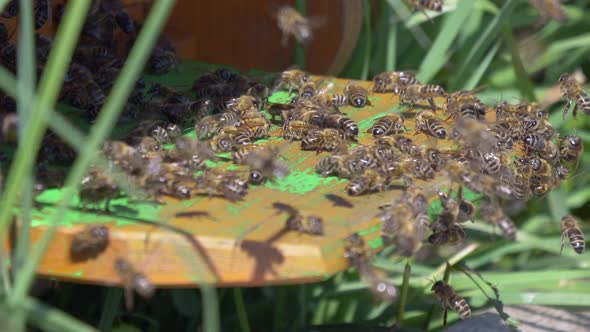 Swarm of aggressive bees flying around bee house after work in sunlight,close up alt