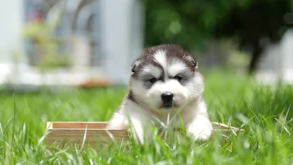 Cute Siberian Husky Sitting In A Wooden Box At The Park alt