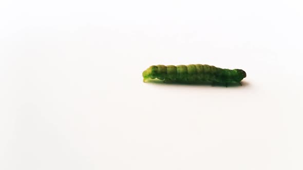 Green caterpillar walking on a white ground shoot from side