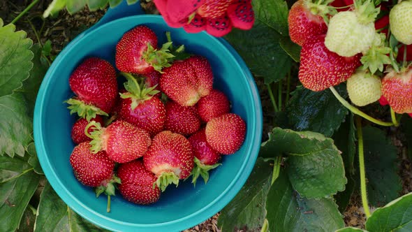 Hands in Red Gloves Pluck Ripe Strawberries in Garden alt
