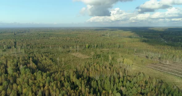Aerial View of Forest Landscape and Deforestation Areas Pattern From Above alt