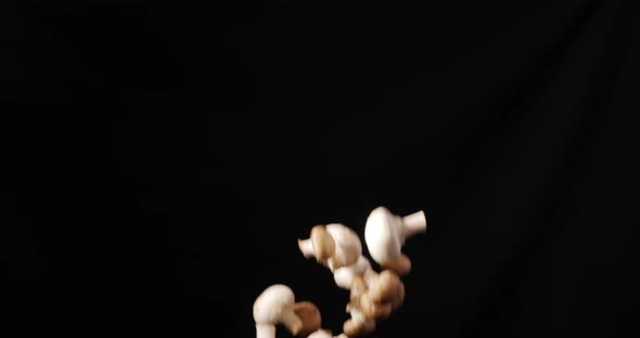 White mushrooms champignons on a black background. It flies up and falls down