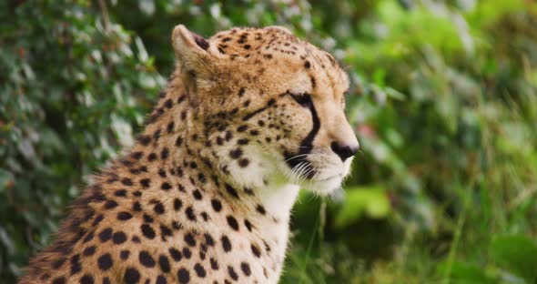 Close-up of Cheetah Against Plants in Forest alt