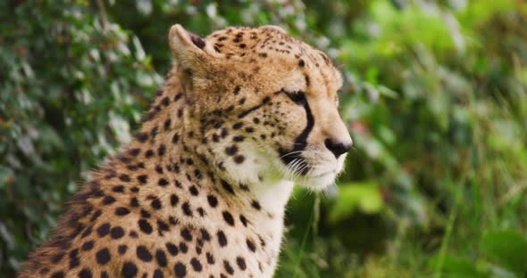 Close-up of Cheetah Against Plants in Forest