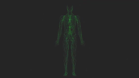 Lymphatic system, which is part of the immune system and completes the circulatory system alt