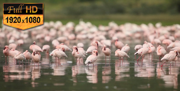 Flamingo Wild Africa