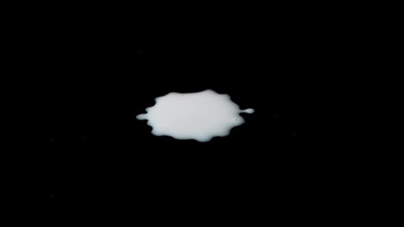 Slow motion as white milk is dripping on a black background. Drops of milk spread