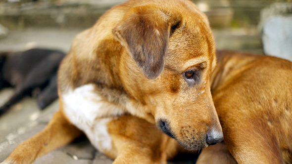 dog-resting-1-stock-footage-videohive