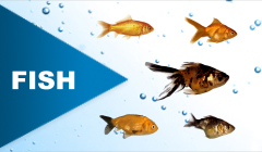 A Collection of Fishes