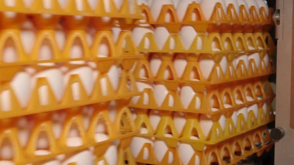 Machine stacks eggs in orange trays on conveyor belt alt