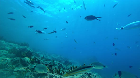 Lockdown View Flock of Fish and Coral Reef At Marmaris