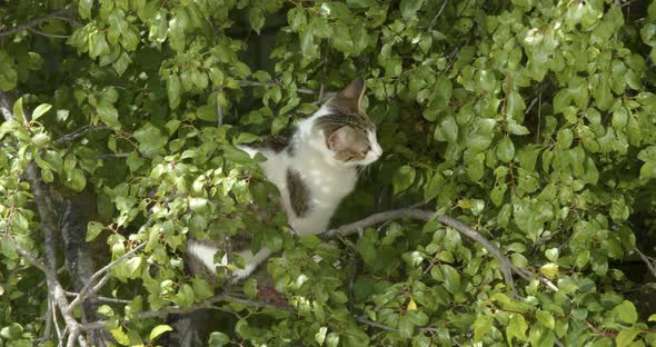 A cat is passing among tree branches 