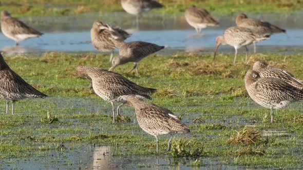 A group of curlews resting and feeding on a flooded field at Caerlaverock wetland centre South West alt
