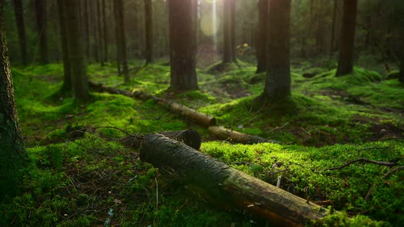 Pine Forest Ground Covered with a Dense Layer of Moss alt