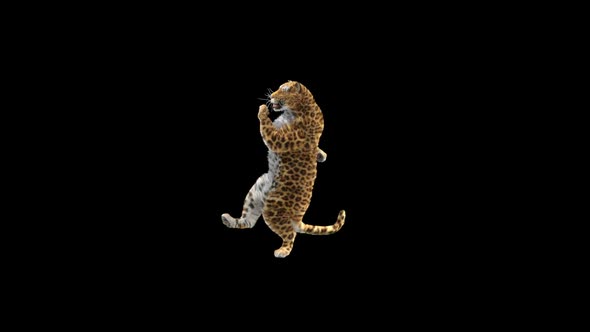 Leopard Dancing HD alt