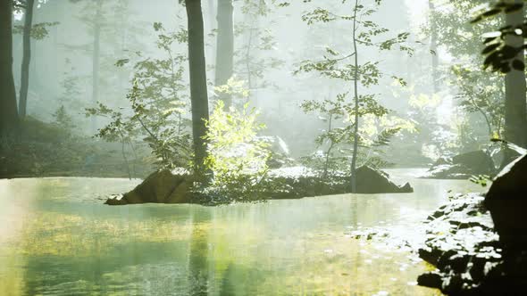 Sunrise with Sunbeams Through the Forest By the Lake alt