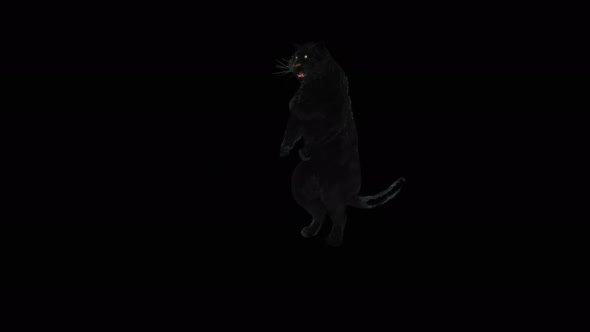 68 Panther Dancing 4K alt