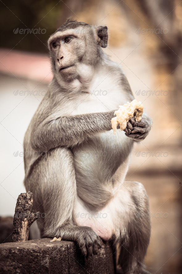 monkey - Stock Photo - Images
