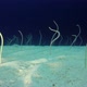 Underwater Beautiful Garden Eels - VideoHive Item for Sale
