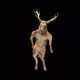 30 Deer Dancing HD - VideoHive Item for Sale