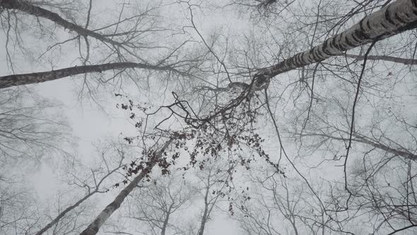 Bottom View of Bald Tree Crowns on the Background of Grey Autumn Cloudy Sky alt