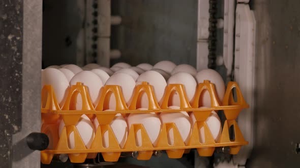 Machine stacks eggs in orange trays on conveyor belt alt