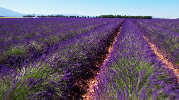 The flowering lavender fields of the Valensole plateau alt