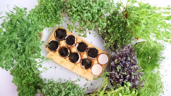 microgreens seedlings inside egg shells, growing micro-greenery for food