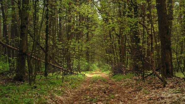 Dirt Road in Dark Green alt