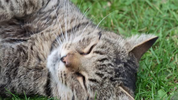 Tabby domestic cat sleeps on the grass