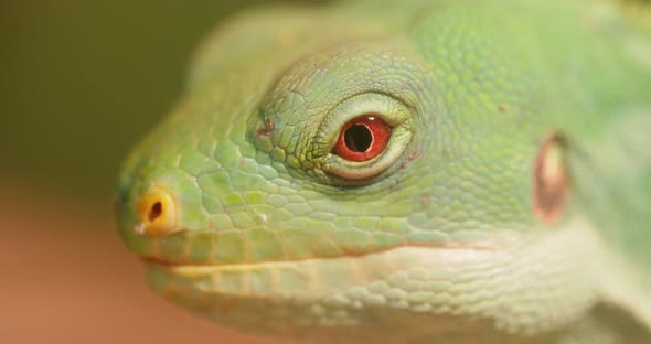 Lau Banded Iguana Brachylophus Fasciatus Is an Arboreal Species of Lizard alt