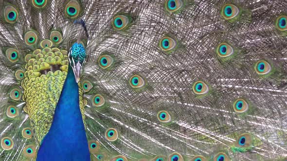 peacock in the park, close up
