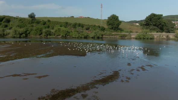 Ice-free lake in winter. A large flock of swans and ducks swim in the blue water. There is dry grass alt