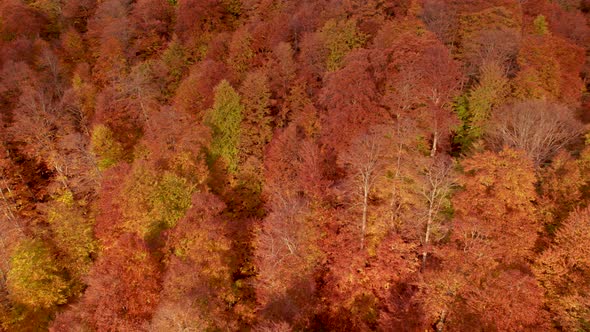 Aerial Slider Shot of Colorful Autumn Forest