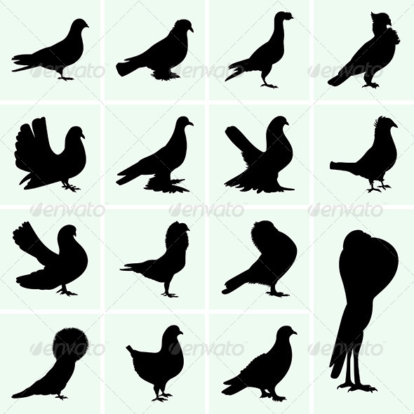 Pigeons - Animals Characters