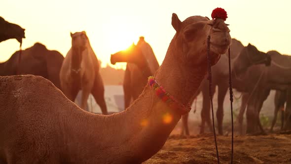 Camels in Slow Motion at the Pushkar Fair Also Called the Pushkar Camel Fair alt