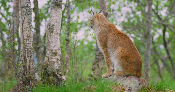 Full Body Portrait of European Lynx Sitting in the Forest