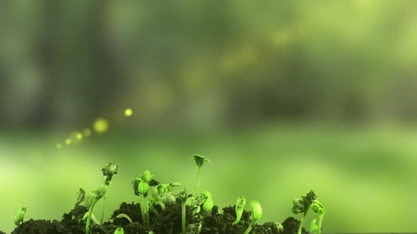 Cannabis Rolling Towards the Sun Young Cannabis Sprouts Time Lapse alt