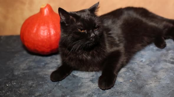 Black Cat and orange pumpkin alt