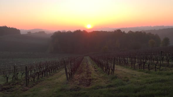 Bordeaux vineyard in autumn under the frost and fog, Time Lapse. High quality 4k footage