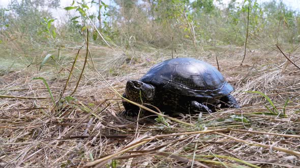 River Turtle Crawling on the Green Grass alt