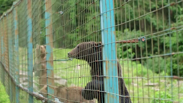 Brown Bears in a Rehabilitation Center After Bullying at the Zoo alt