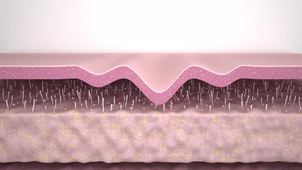 showing a process of skin rejuvenation, the rebuilding of collagen