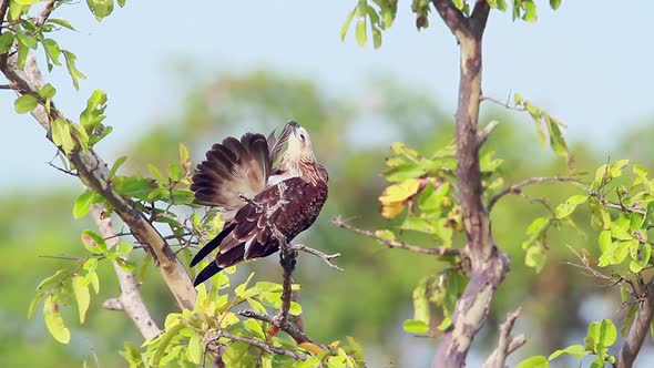 Changeable hawk eagle in Arugam bay nature reserve, Sri Lanka  alt