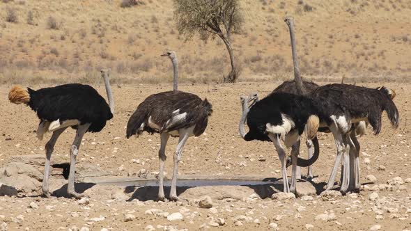 Ostriches Drinking Water At A Waterhole alt