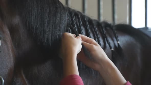 Female Hands Caring for Black or Brown Horse Mane in a Stall. Unrecognizable Jockey Preparing His alt