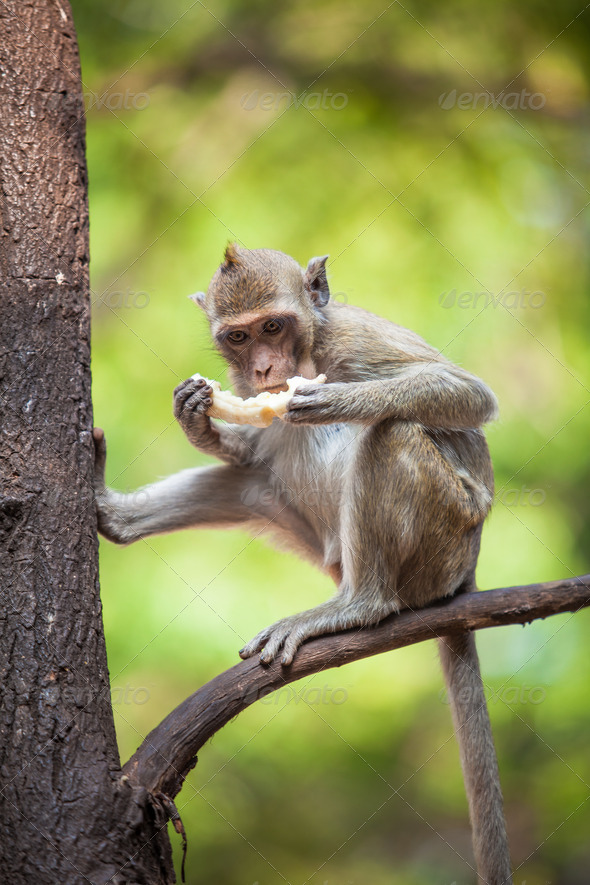 monkey - Stock Photo - Images