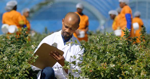 Man writing on clipboard in blueberry farm 4k alt