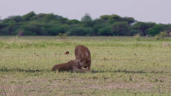 Lioness joins a familiar lioness laying the shade, gets comfortable next to her. Telephoto long shot alt
