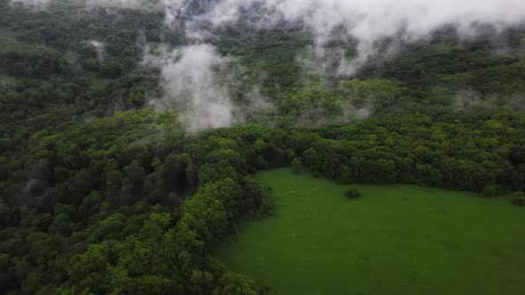 Lush Green Forest Foliage with Morning Fog in Adygea Russia